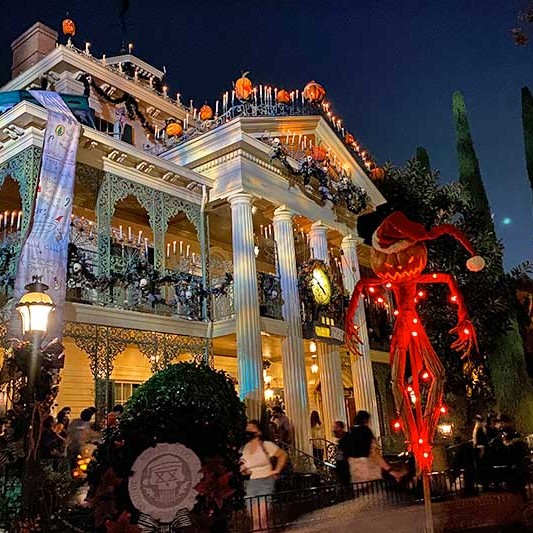 Mahogany (Swietenia mahagoni) tree plantation