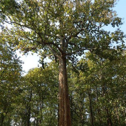 Teak (Tectona grandis) tree plantation