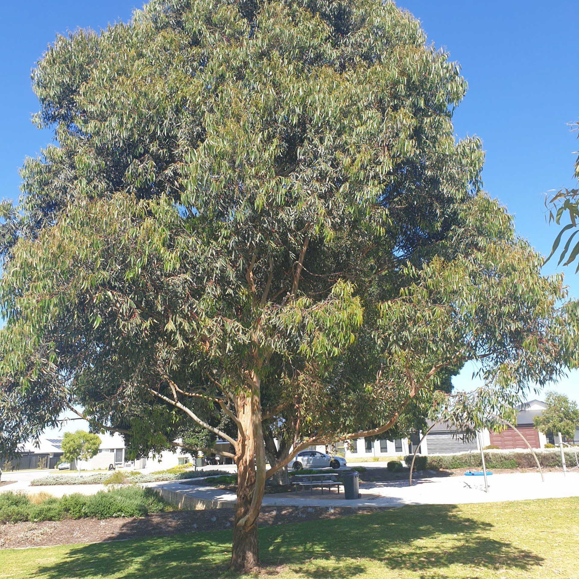 Mahogany (Swietenia mahagoni) tree plantation