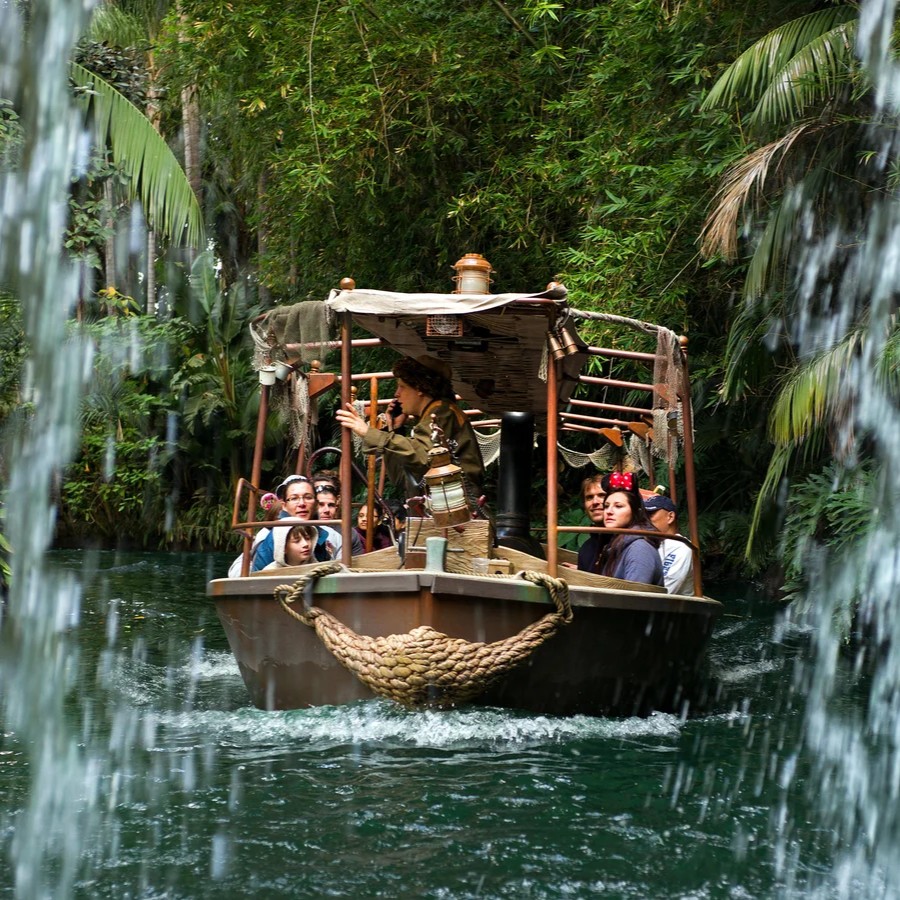 Neem (Azadirachta indica) tree plantation
