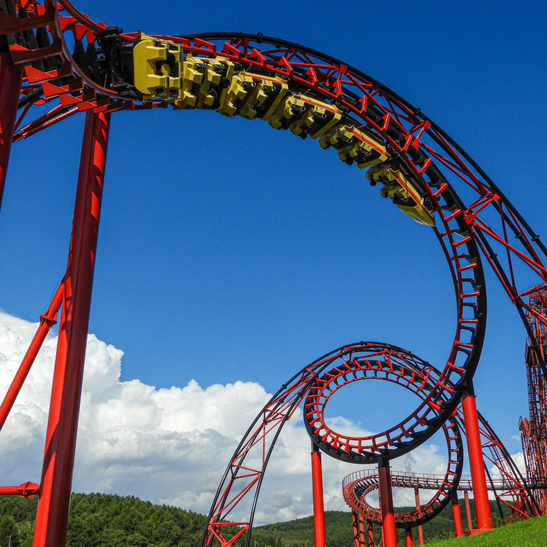 Rain Tree (Samanea saman) tree plantation