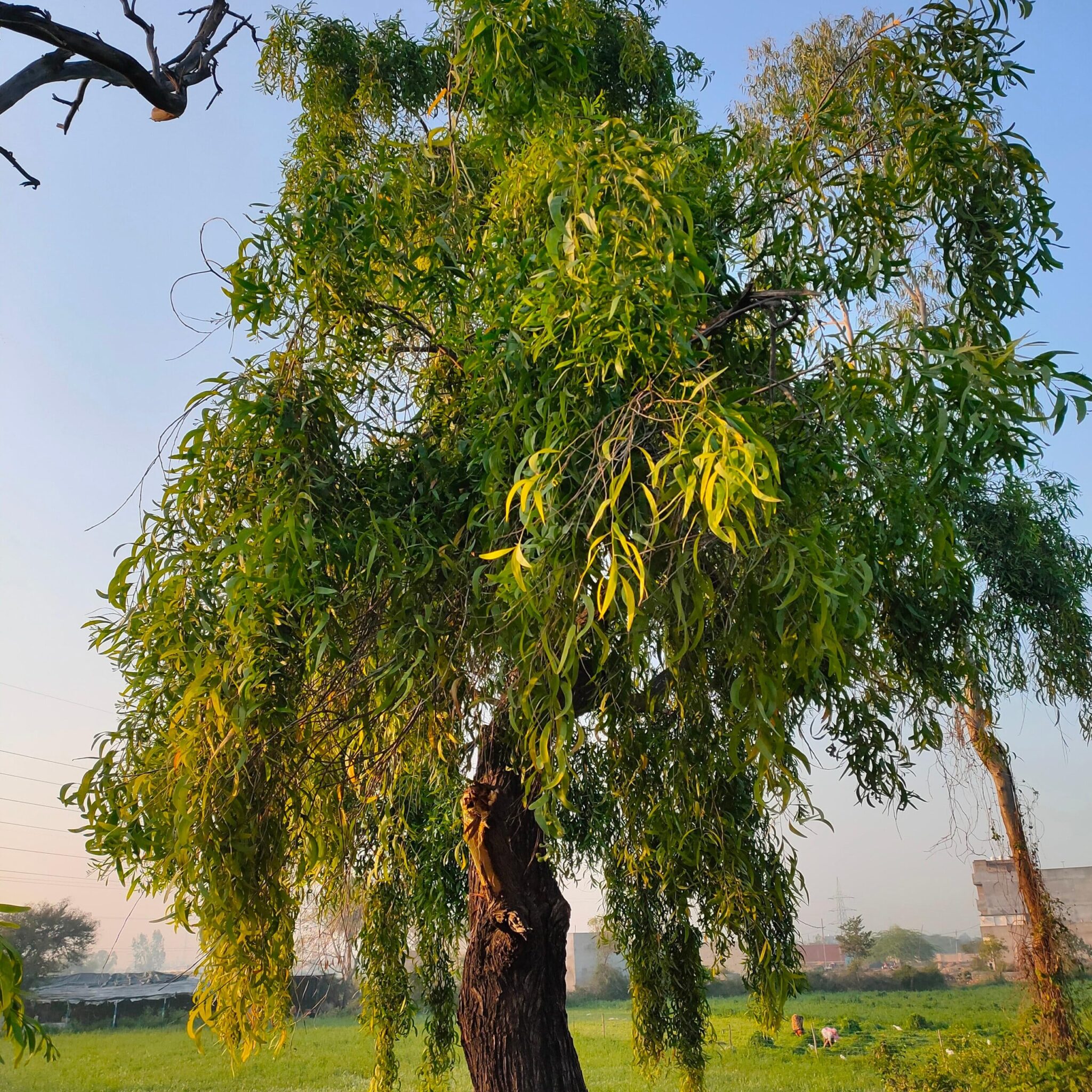 Akashmoni (Acacia auriculiformis) tree plantation