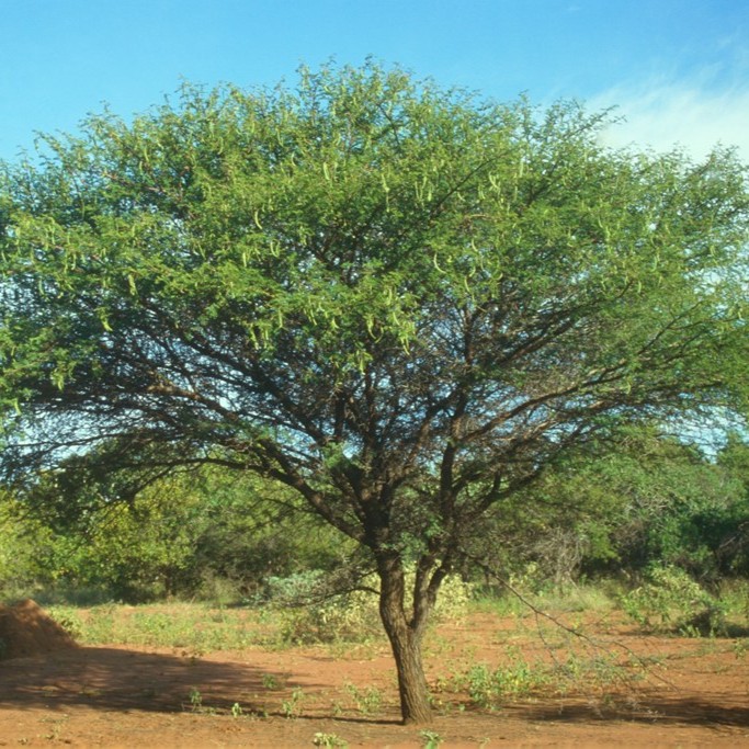 Babla (Acacia nilotica) tree plantation