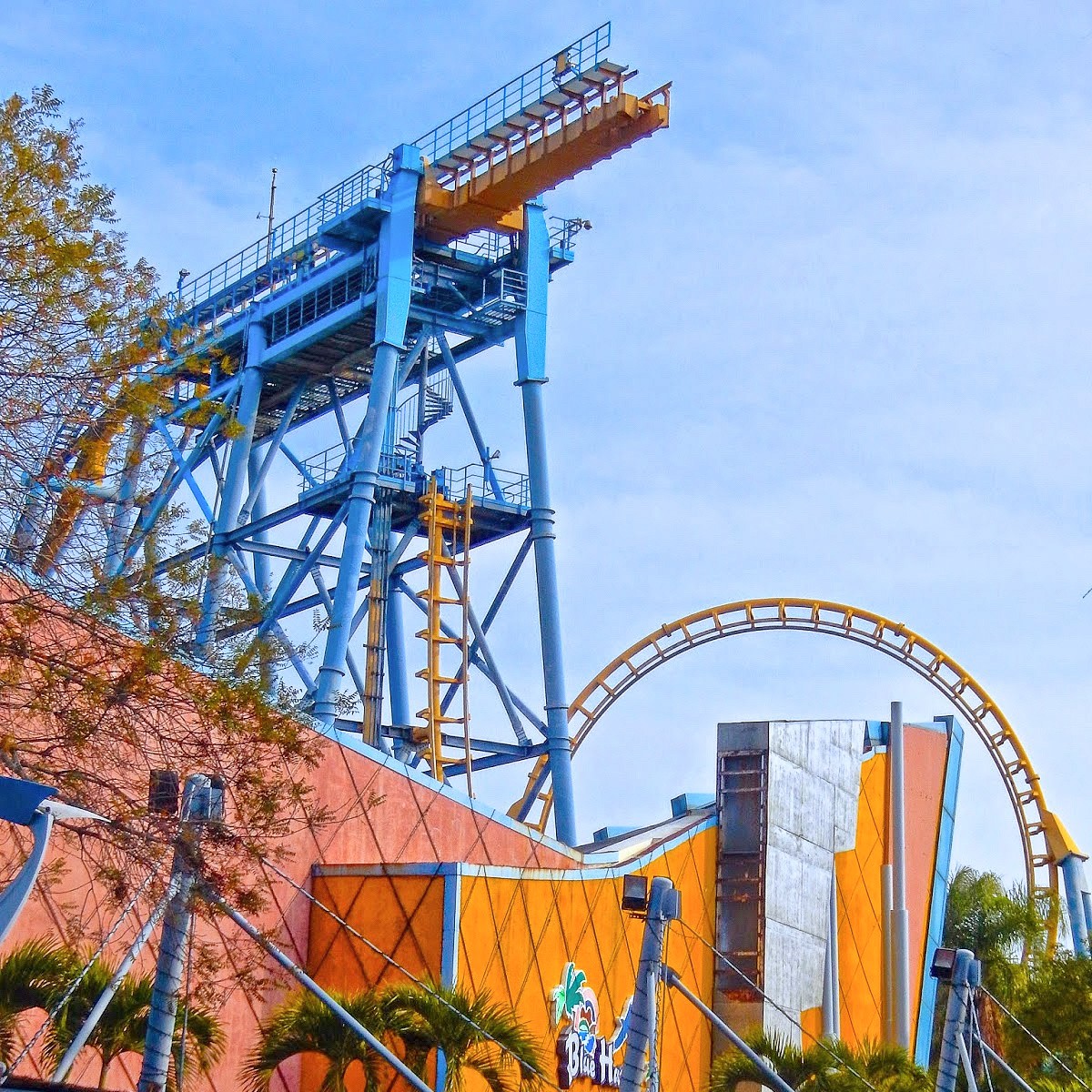 Neem (Azadirachta indica) tree plantation