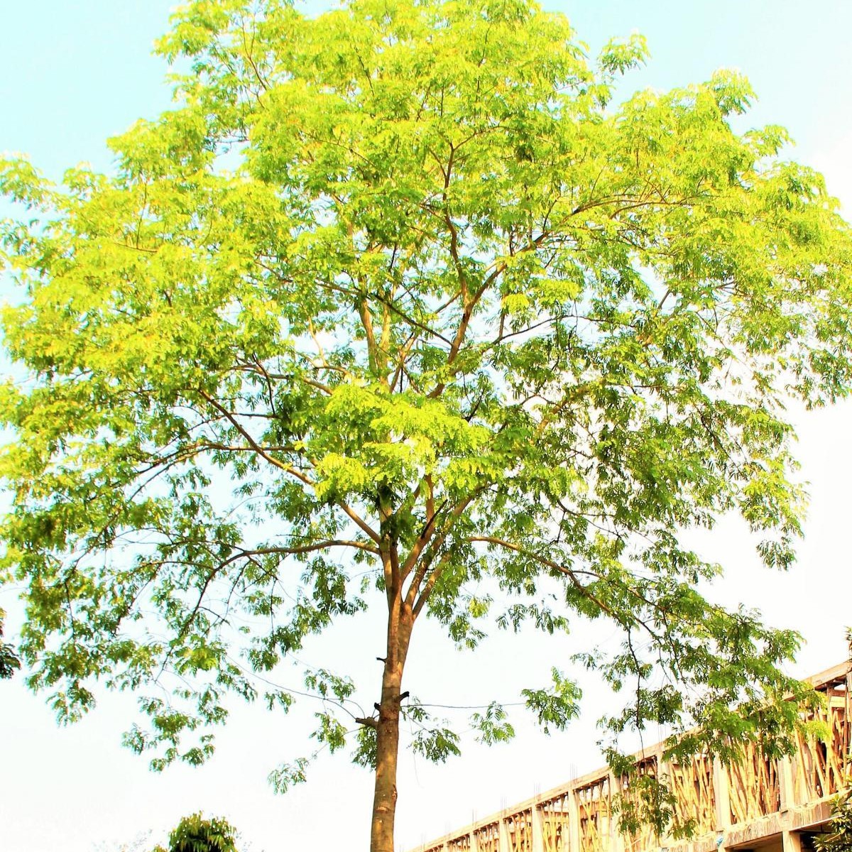 Koroi (Albizia procera) tree plantation