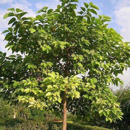 Kadamba (Neolamarckia cadamba) tree plantation