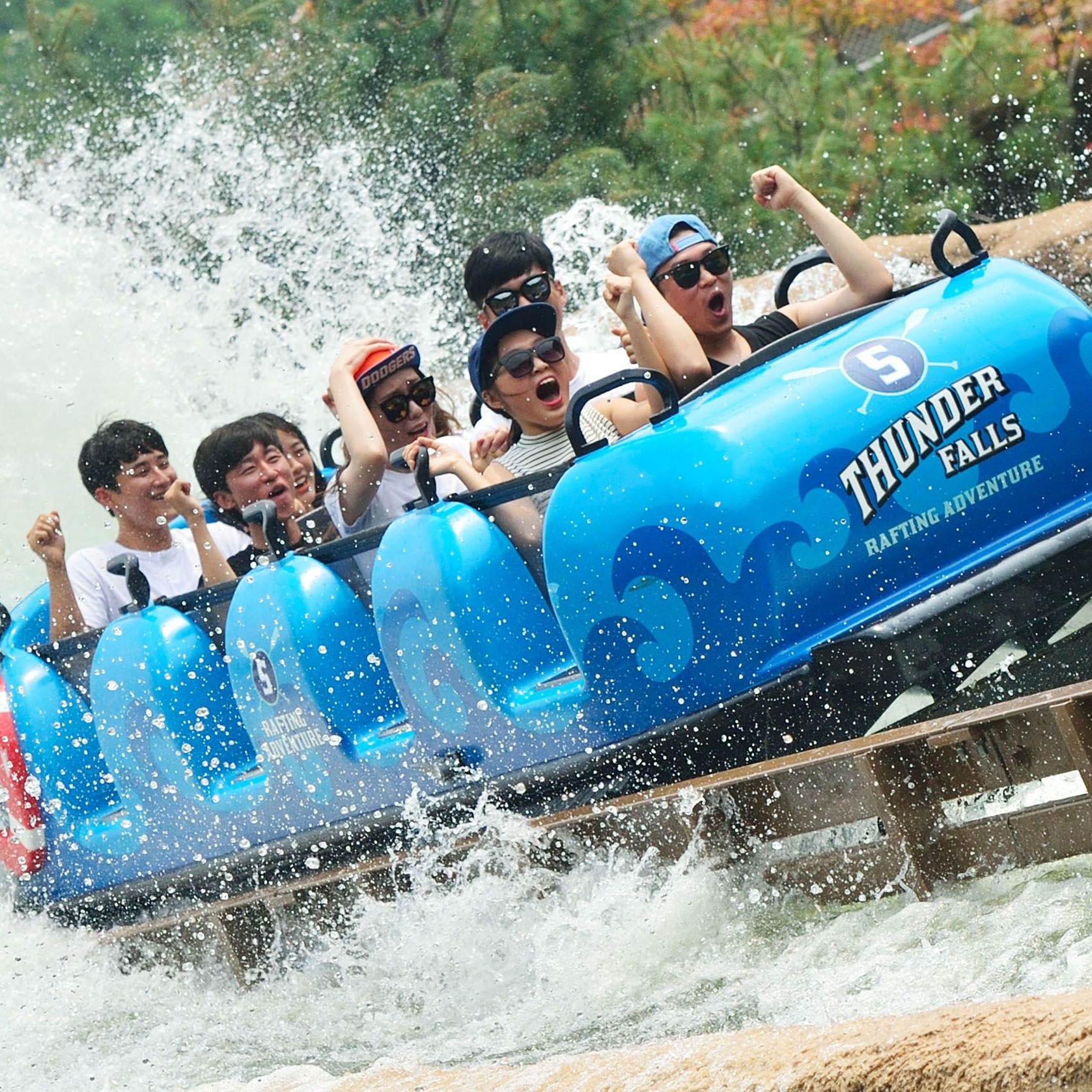 Rain Tree (Samanea saman) tree plantation