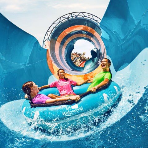 Mahogany (Swietenia mahagoni) tree plantation