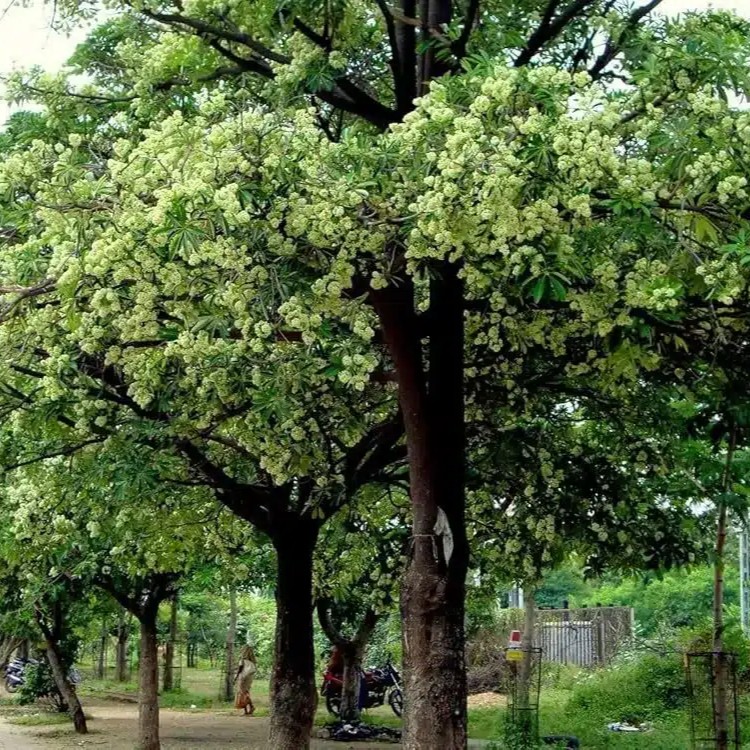 Debdaru (Polyalthia longifolia) tree plantation