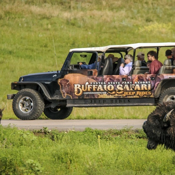 Mahogany (Swietenia mahagoni) tree plantation