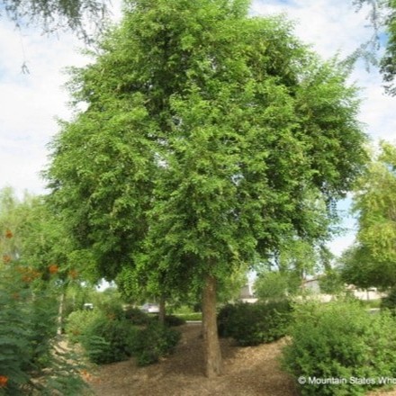 Sissoo (Dalbergia sissoo) tree plantation