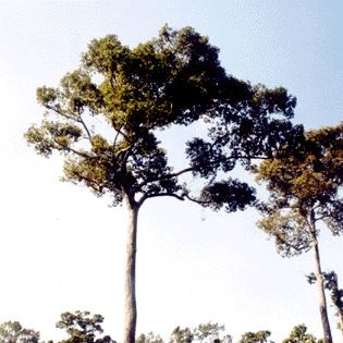Gorjan (Dipterocarpus turbinatus) tree plantation