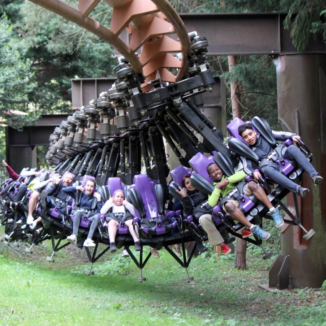 Rain Tree (Samanea saman) tree plantation