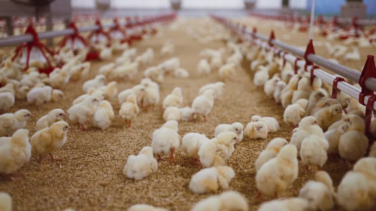 Multilevel Car Parking