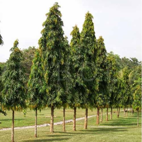 Chhatim (Alstonia scholaris) tree plantation