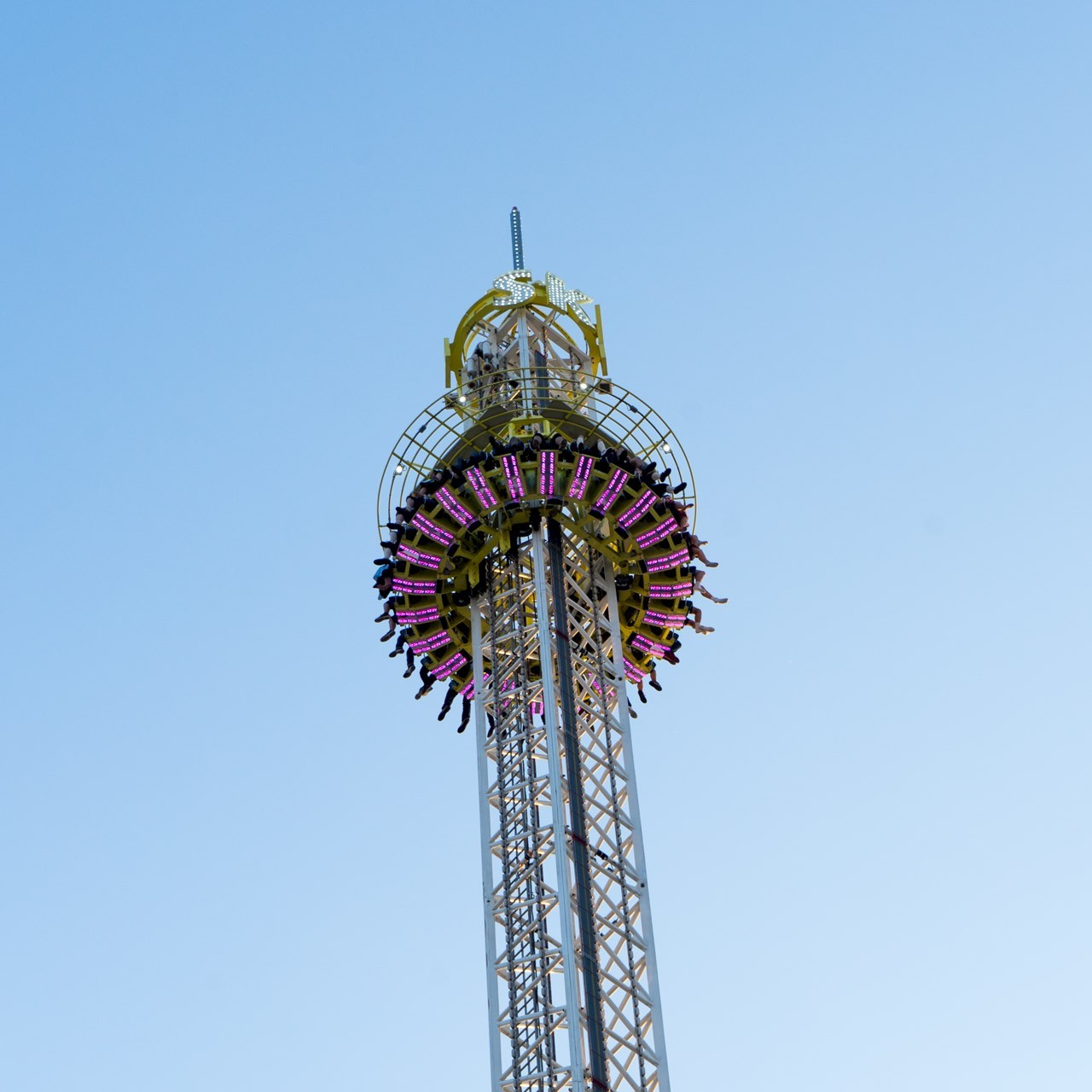 Neem (Azadirachta indica) tree plantation
