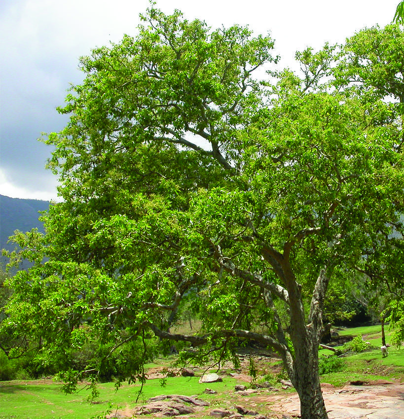Arjun (Terminalia arjuna) tree plantation