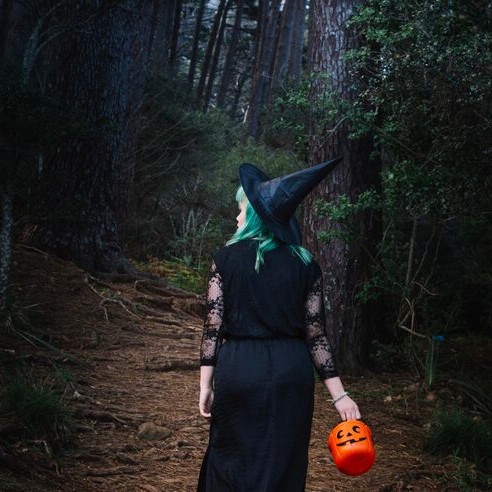 Neem (Azadirachta indica) tree plantation