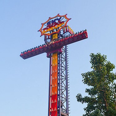 Rain Tree (Samanea saman) tree plantation